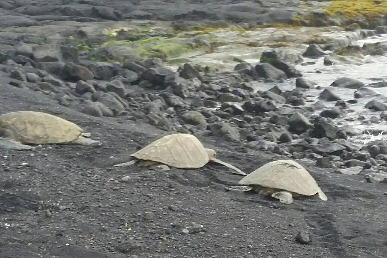 The Big House - 30 Days Lejlighed Kailua-Kona Eksteriør billede